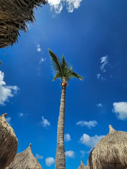 Una palmera recortada entre roca, follaje y cielo.