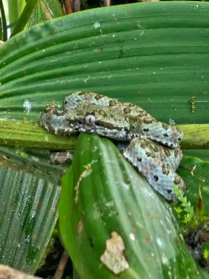 Serpiente enroscada sobre una hoja: textura y camuflaje.