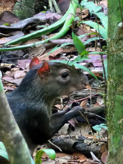 Un mamífero sobre la hojarasca del bosque.